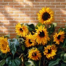 Схема вышивки «подсолнухи»