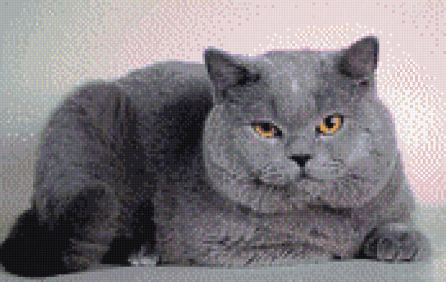 Британец - кошак, кот - предпросмотр