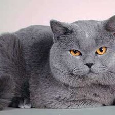 Схема вышивки «Британец»