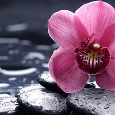 Схема вышивки «Нежная орхидея»