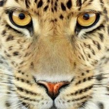 Схема вышивки «Тигр»