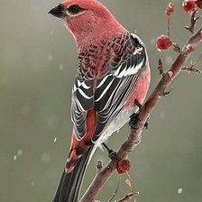 Схема вышивки «птица»