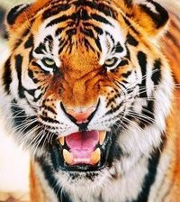 Тигр