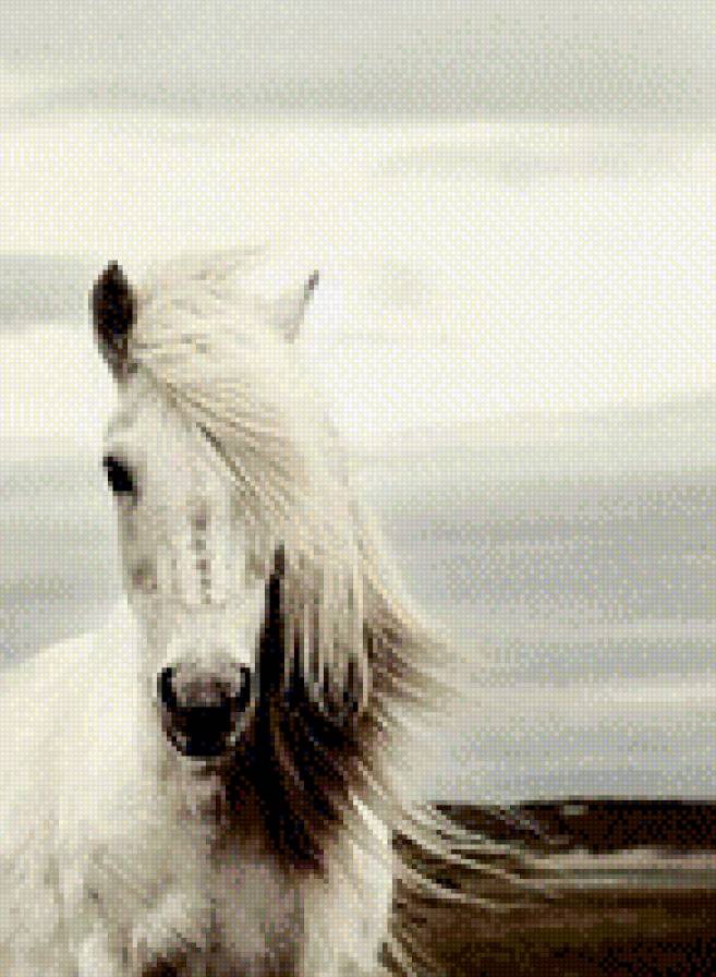 Лошадь - лошадь, животное, красотка - предпросмотр