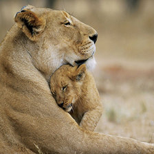 Схема вышивки «Львица со львенком»
