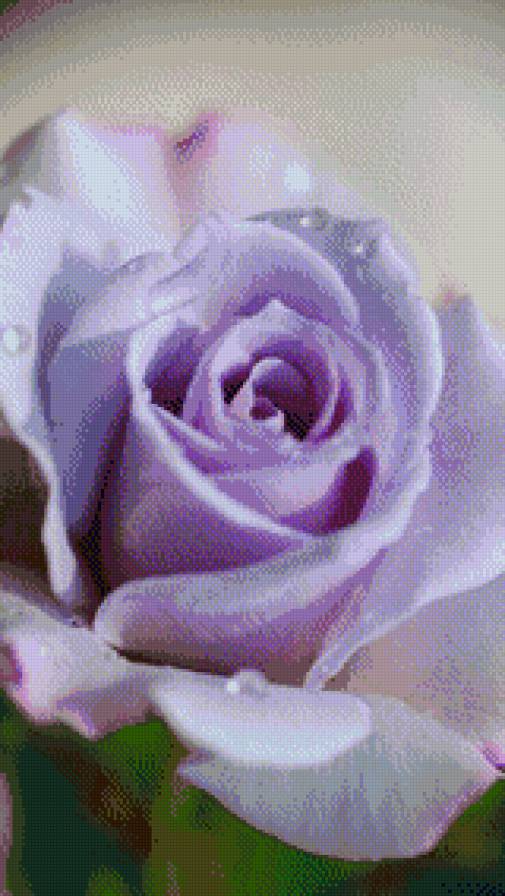 Роза - цвети - предпросмотр