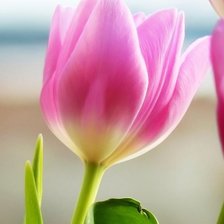 Схема вышивки «Тюльпан»