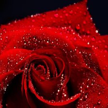 Схема вышивки «Роза»