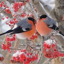 Схема вышивки «снегири»