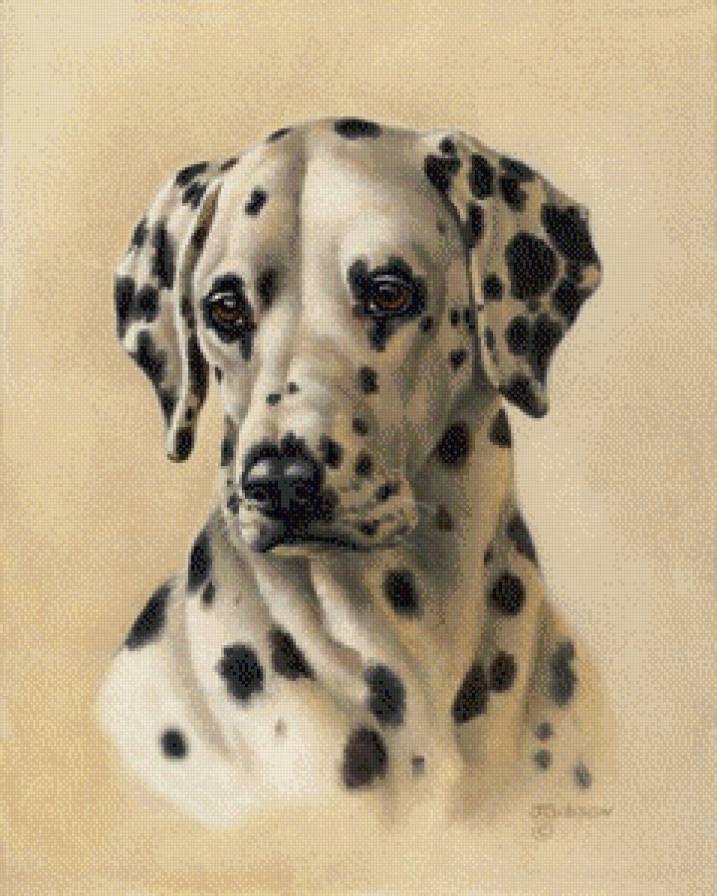 долматин - предпросмотр