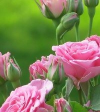 Схема вышивки «роза»