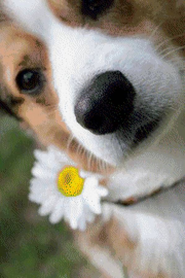 щенок - предпросмотр