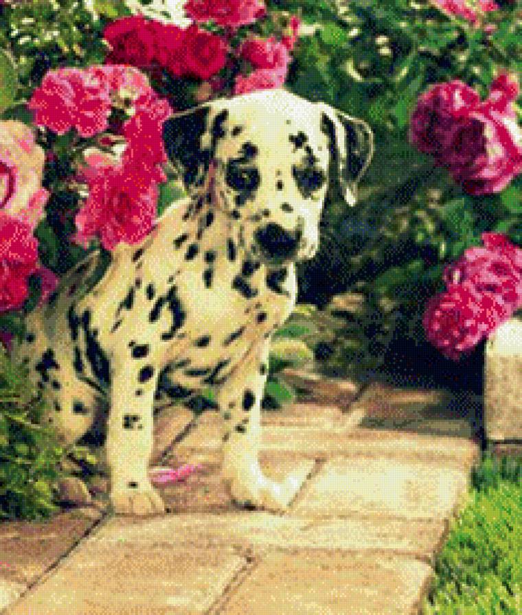 долматинец - предпросмотр