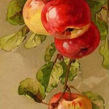 Схема вышивки «Наливные яблочки»