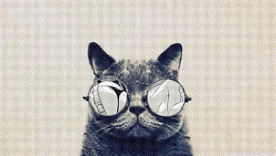 кот - кот в очках, юмор, кот - предпросмотр