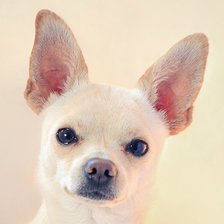 Схема вышивки «подушка той терьер»