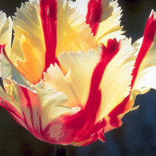 Схема вышивки «Тюльпан»