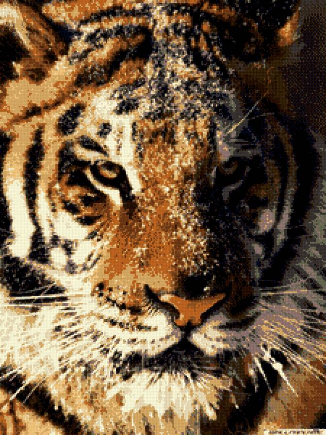 Тигр в снегу - животные, снег, тигр, дикие - предпросмотр