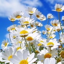 Схема вышивки «Ромашки»