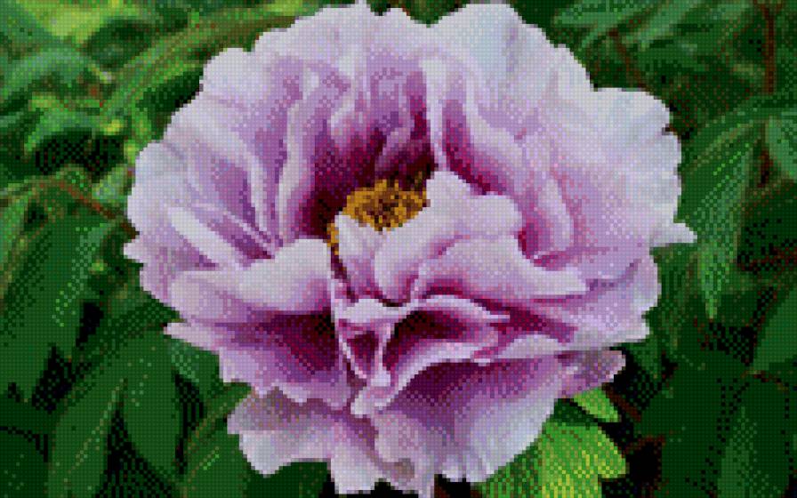 пион - предпросмотр