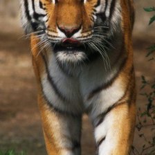 Схема вышивки «Тигр на поляне»