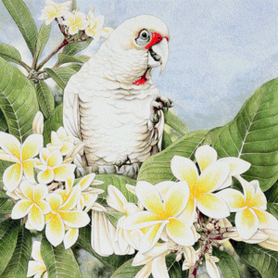 попугай, Heidi Willis - птица, heidi willis, попугай - предпросмотр