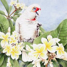 Схема вышивки «попугай, Heidi Willis»