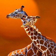 Схема вышивки «№915118»