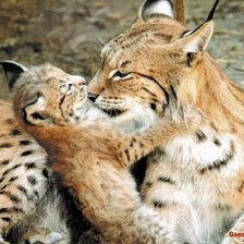 Схема вышивки «№915129»