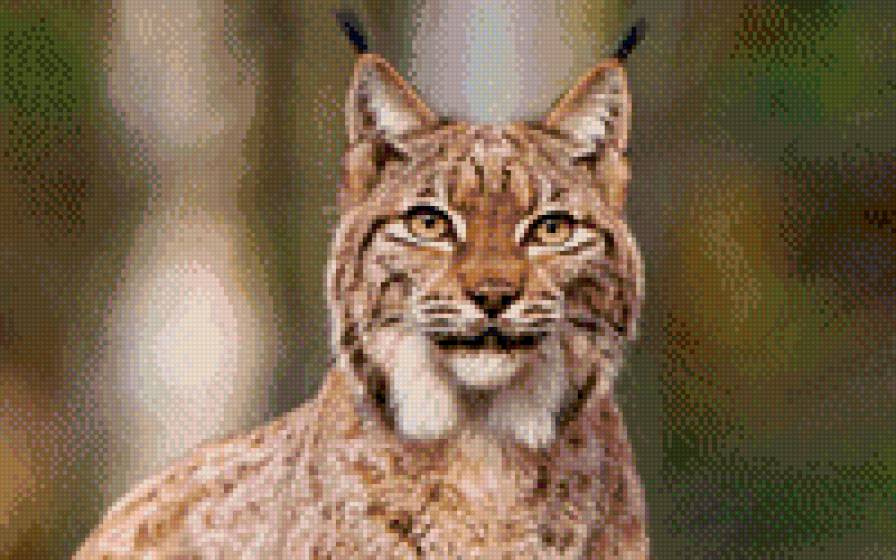 №915132 - предпросмотр