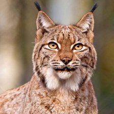 Схема вышивки «№915132»