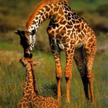 Схема вышивки «№915134»