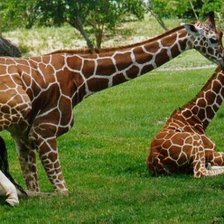 Схема вышивки «№915135»