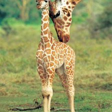 Схема вышивки «№915138»