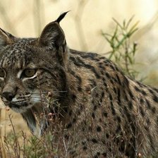 Схема вышивки «№915139»