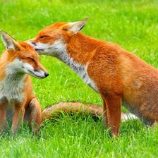 Схема вышивки «№915140»