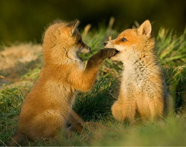 №915144 - оригинал