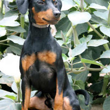 Схема вышивки «№915241»