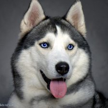 Схема вышивки «гав гав»