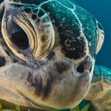 Схема вышивки «Sea turtle»