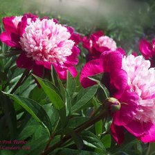 Схема вышивки «№915957»