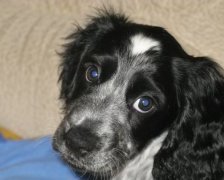 Схема вышивки «МАЛЬТУСЯ»