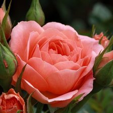 Схема вышивки «роза 2»