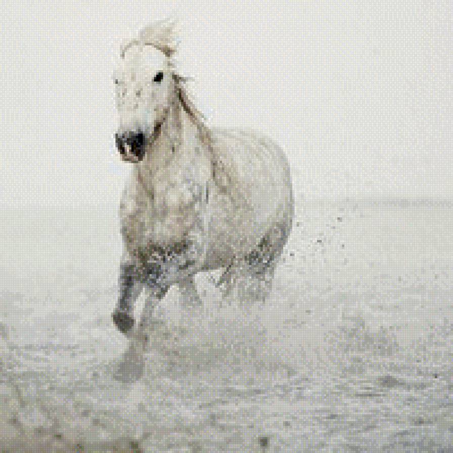 Лошадь - галоп, животное, вода, лошадь, брызги - предпросмотр