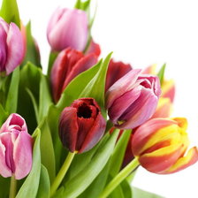 Схема вышивки «Яркие тюльпаны»