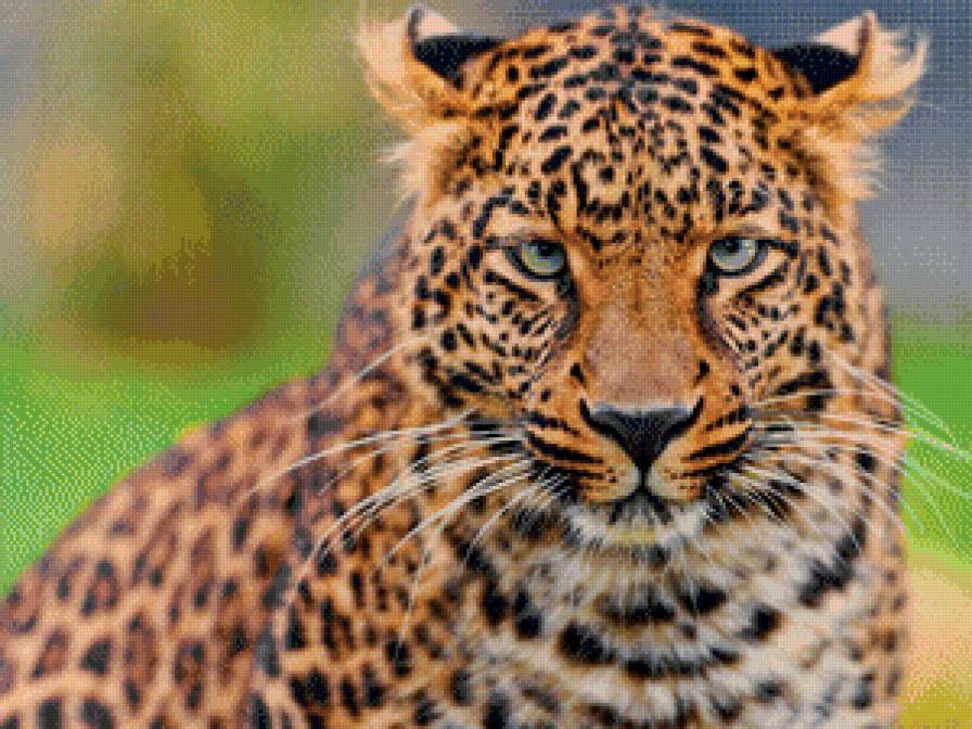 Гепард - животные, гепард, кошки - предпросмотр