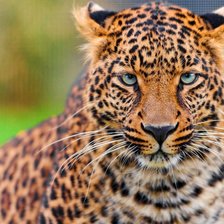 Схема вышивки «Гепард»