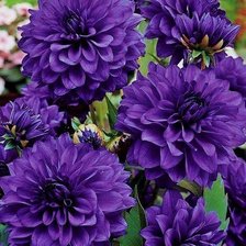 Схема вышивки «№916557»