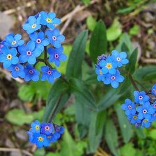 Схема вышивки «№916562»