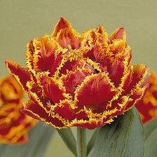 Схема вышивки «№916563»